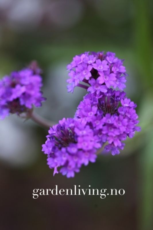 Aksverbena 'Intensity’ - Verbena rigida