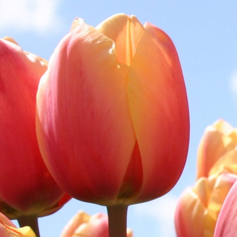 Tulipan 'Marit', darwinhybrid - 10 stk