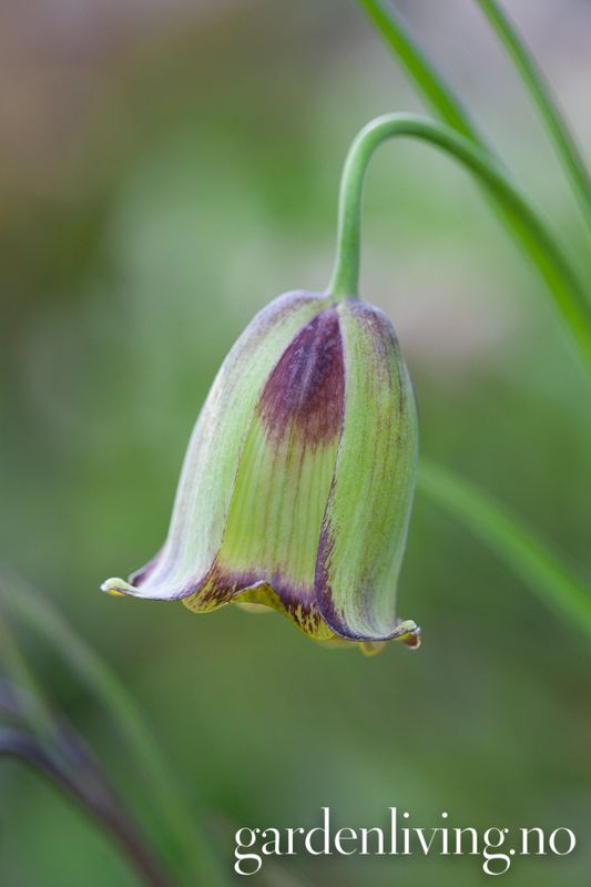 Fritillaria acmopetala - 3 stk