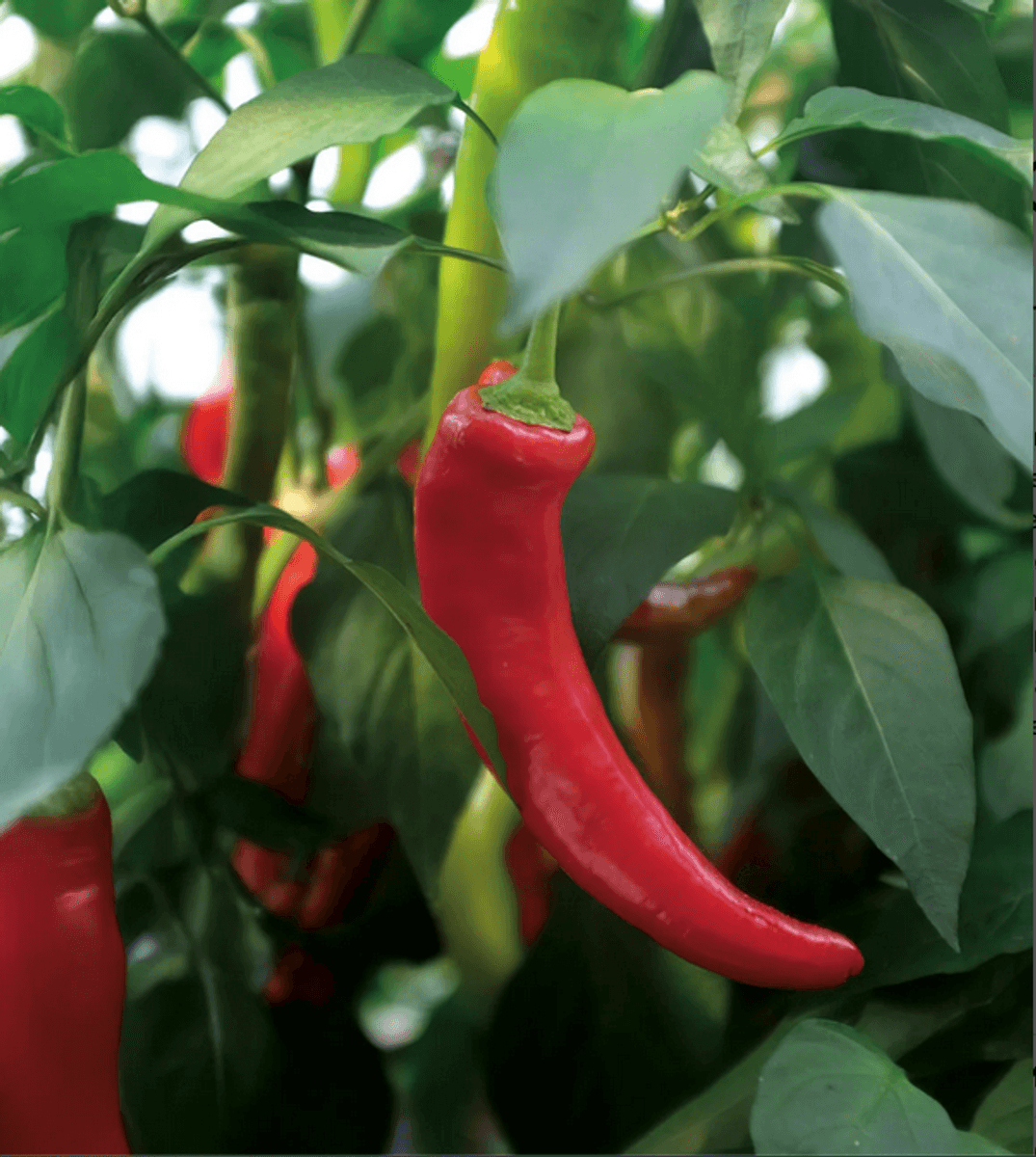 Chilipepper 'Hyper' F1 - Capsicum annuum