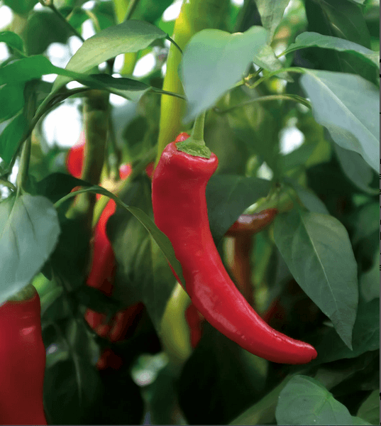 Hovedbilde Chilipepper 'Hyper' F1 - Capsicum annuum