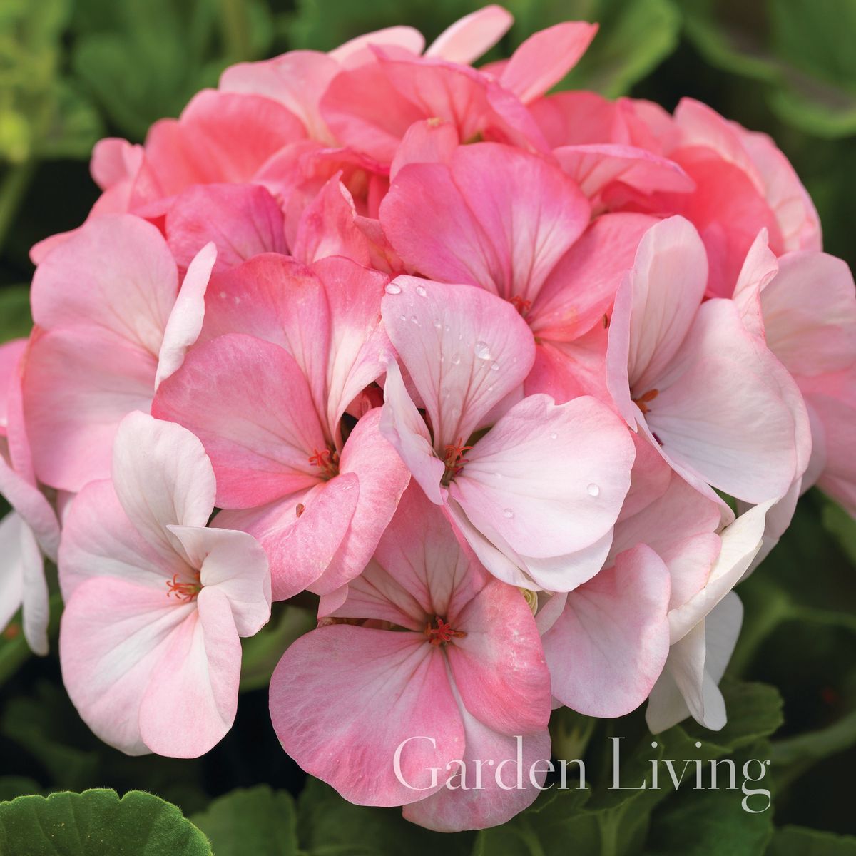 Pelargonium 'Pinto White To Rose'