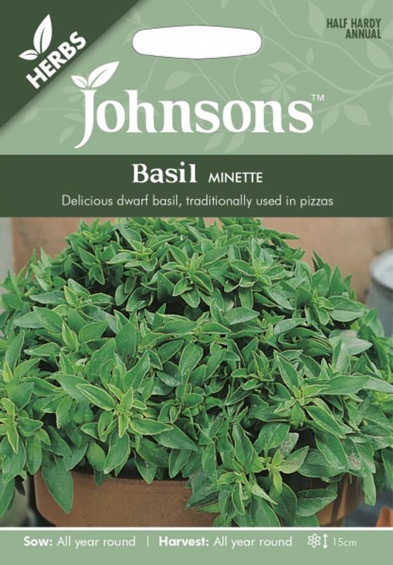 Basilikum 'Minette' - Ocimum basilicum 