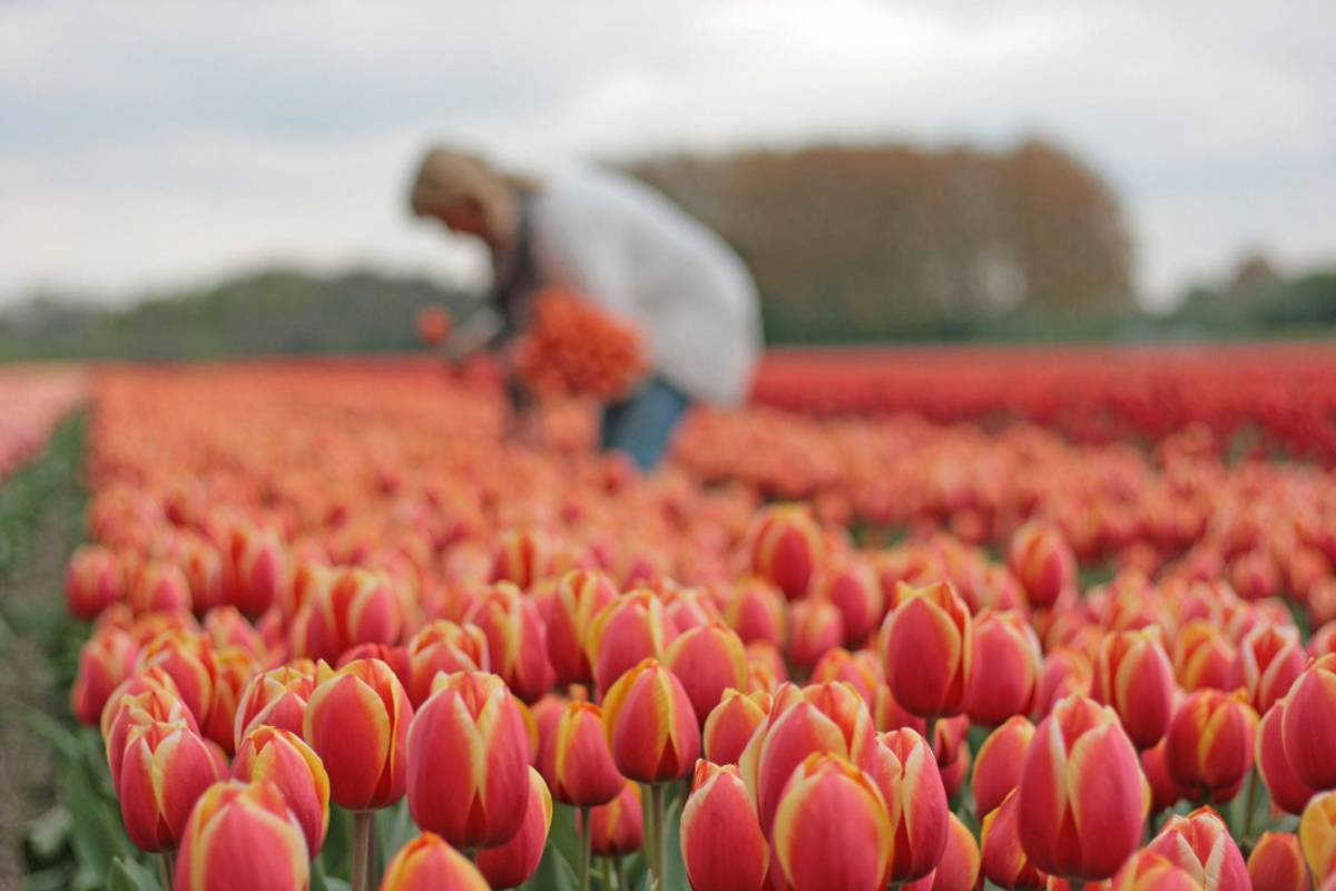 Tulipan 'Royal Ad Rem', darwinhybrid - 10 stk