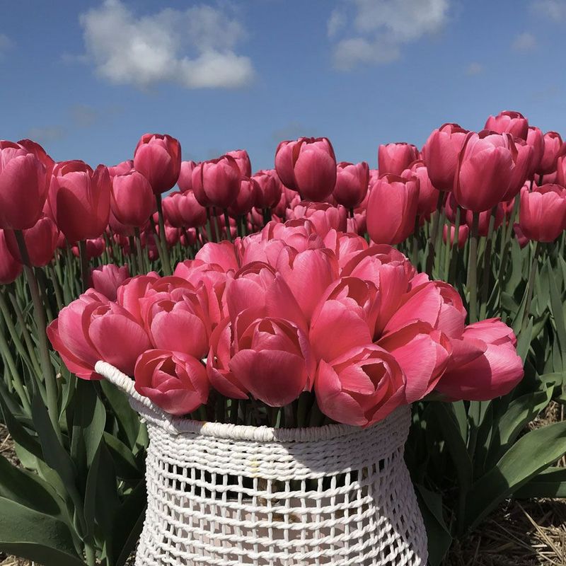 Tulipan 'Sissi', triumph - 10 stk