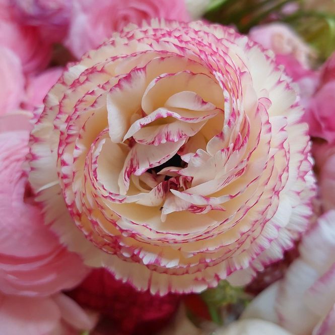 Hovedbilde Ranunkler 'Friandine Rose Strie' - Ranunculus, 10 stk.