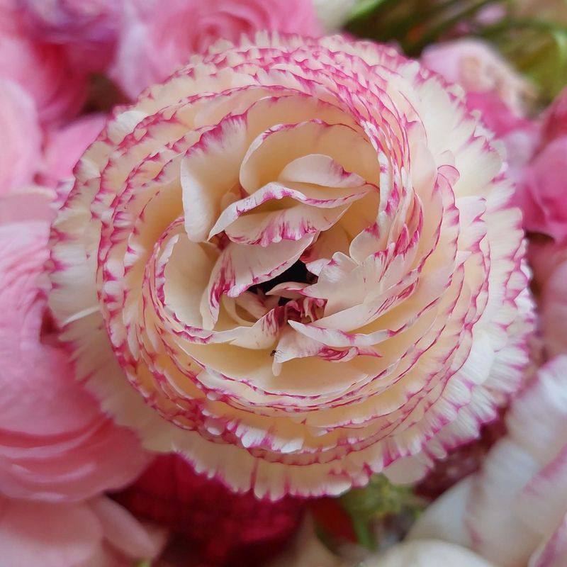 Ranunkler 'Friandine Rose Strie' - Ranunculus, 10 stk.