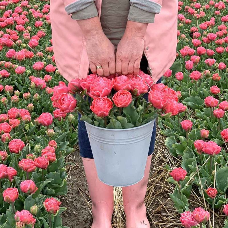 Tulipan 'Taiwan', sen dobbel - 10 stk