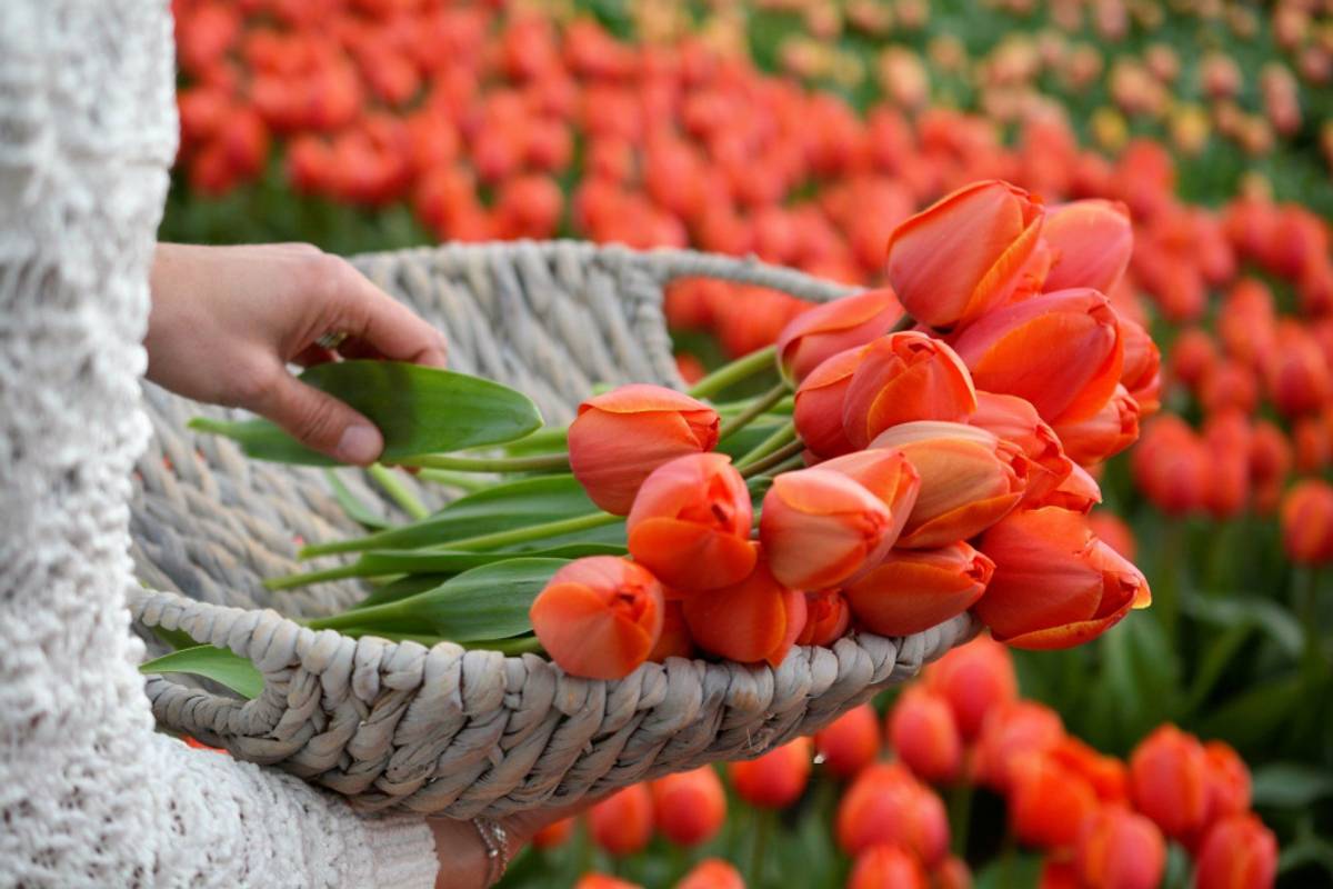 Tulipan 'Triple A', darwinhybrid - 10 stk