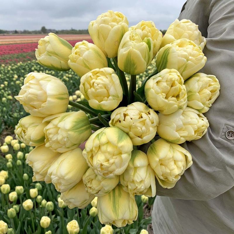 Tulipan 'Yukon', Sen Dobbel - 10 stk
