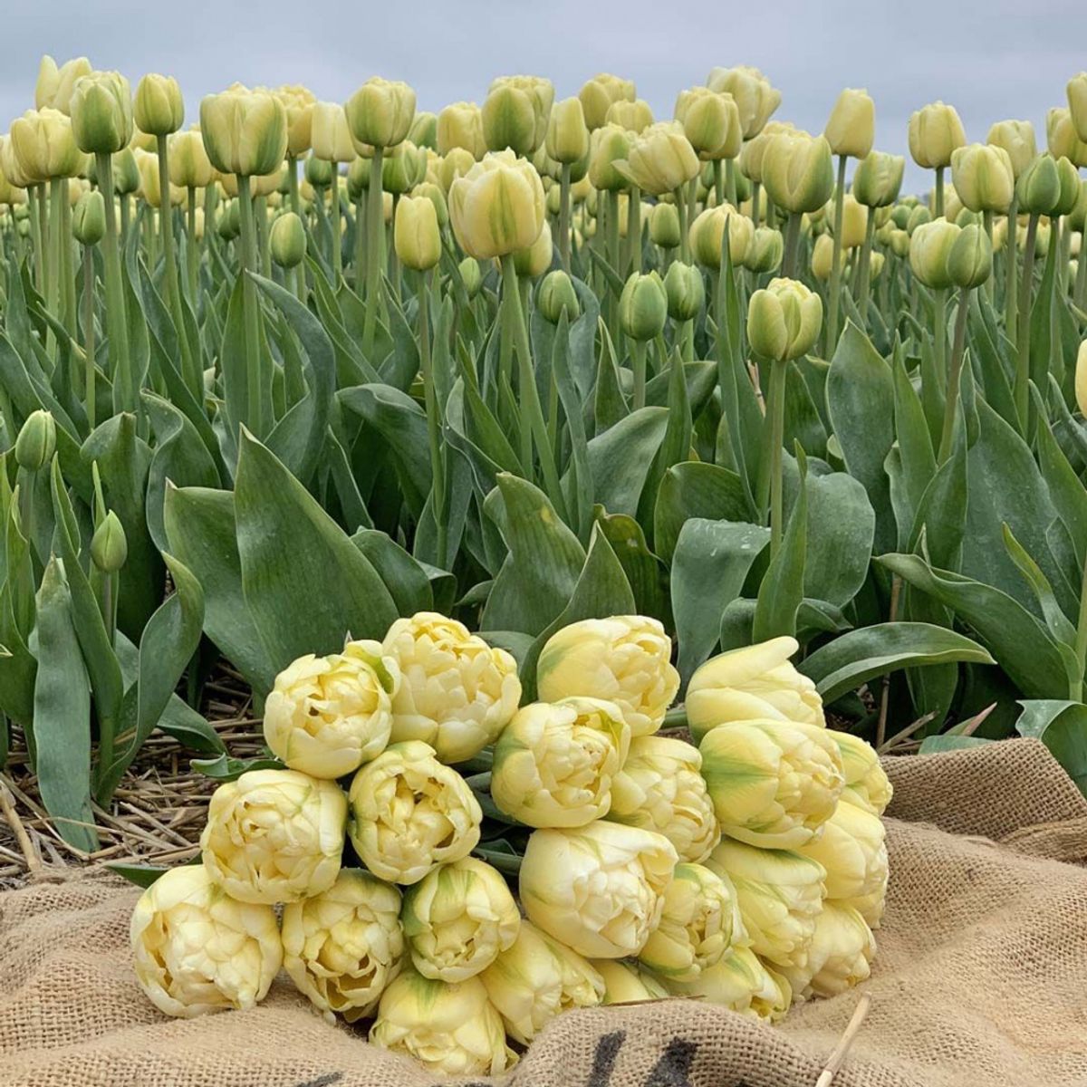 Tulipan 'Yukon', Sen Dobbel - 10 stk
