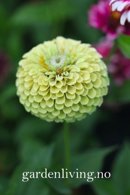Sinnia 'Envy' - Zinnia elegans