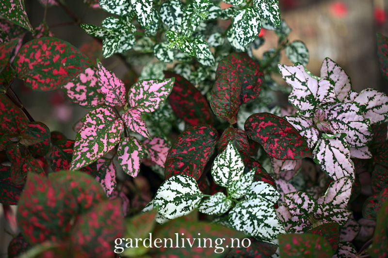 Prikkeplante 'Confetti Mixed' - Hypoestes phyllostachya