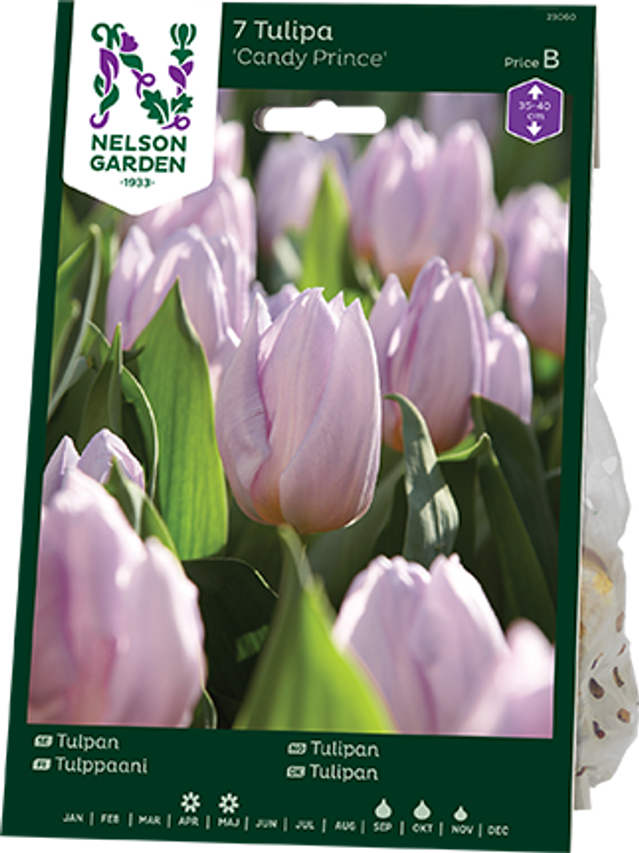 Tulipan 'Candy Prince', Tidlig enkel - 7 stk