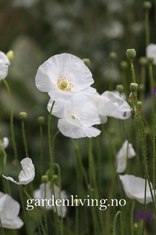 Kornvalmue 'Bridal Silk' - Papaver rhoeas