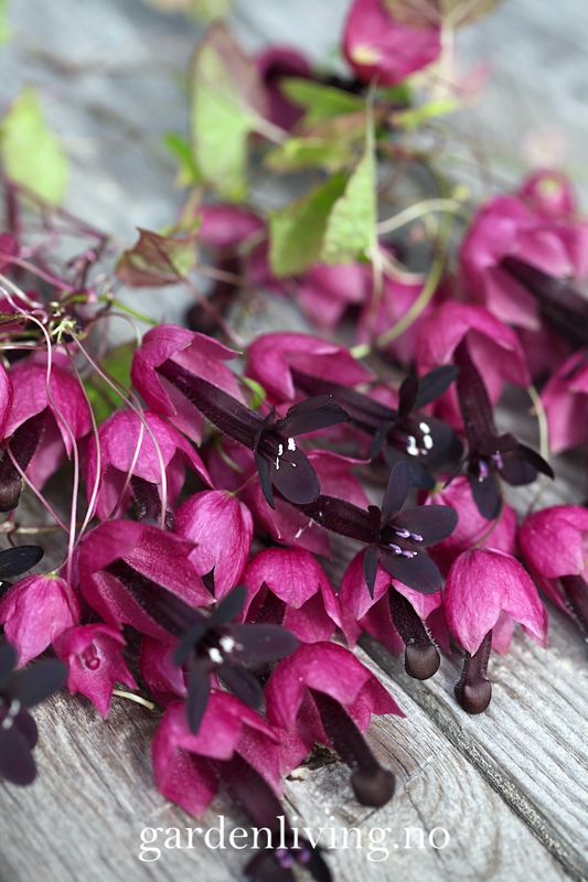 Blodbeger - Rhodochiton atrosanguineus 