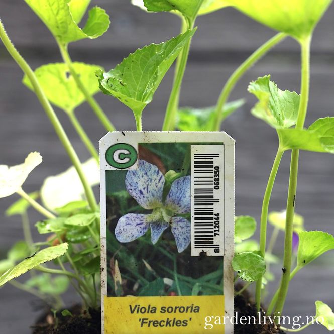 Hovedbilde Søsterfiol 'Freckles' - Viola sororia