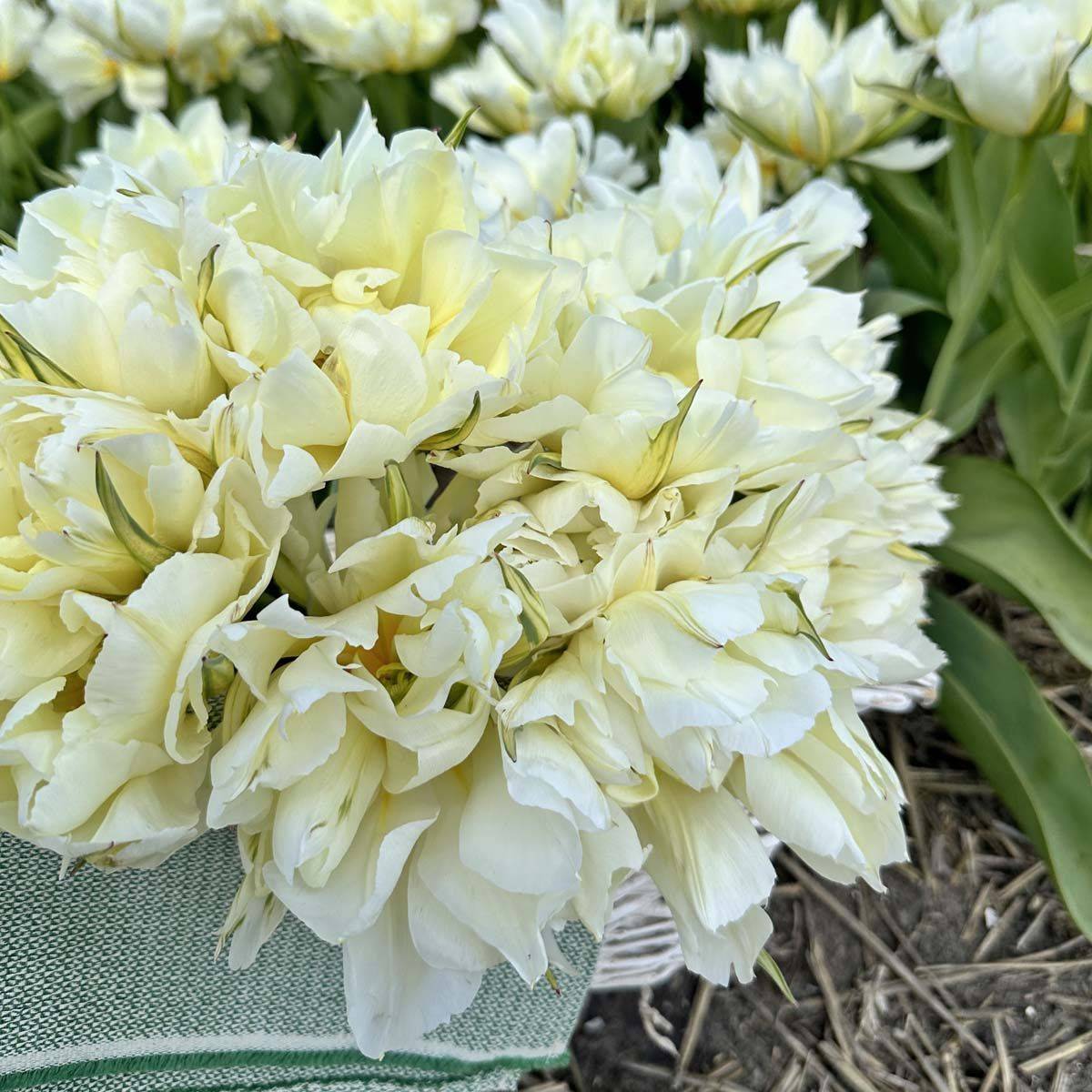 Tulipan 'Exotic Emperor’, Fosterianahybrid - 10 stk