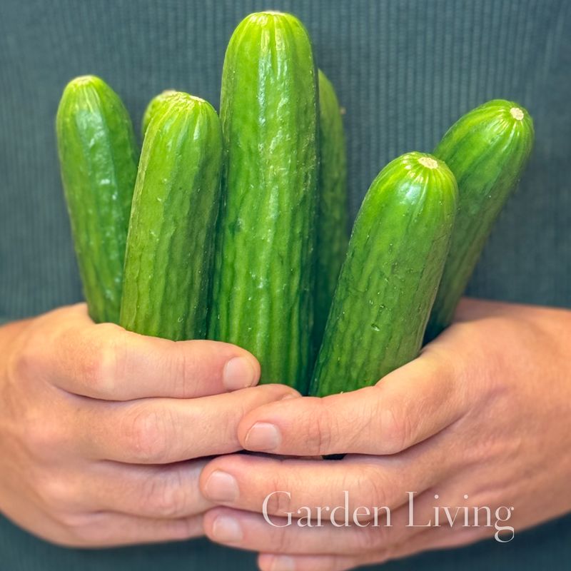 Slangeagurk 'Emilie' F1 - Cucumis sativus
