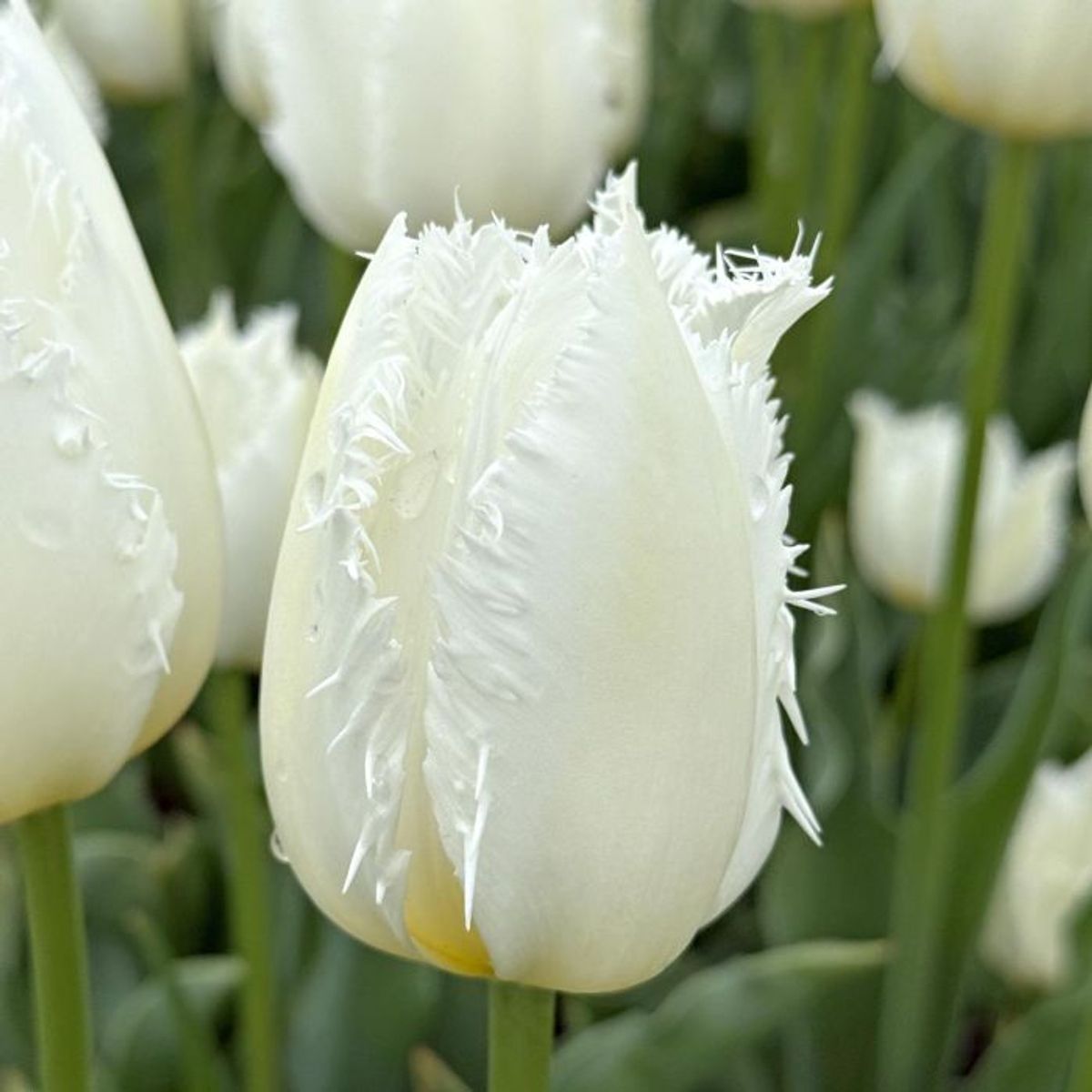 Tulipan 'Cricko', frynsetulipan - 10 stk