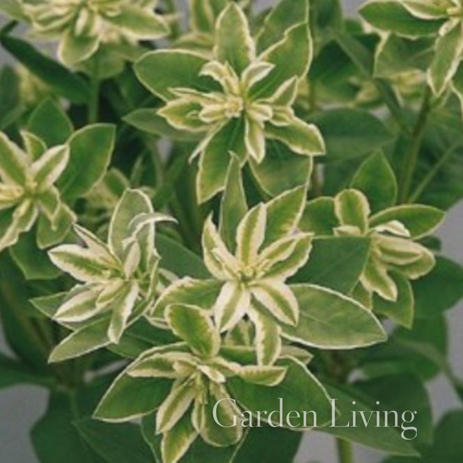 Hovedbilde Euphorbia marginata 'Snow Top'