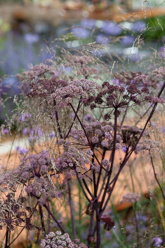 Sløke 'Vicar's Mead' - Angelica sylvestris 