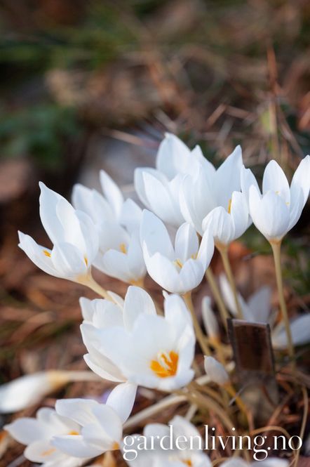 Hovedbilde Høstkrokus 'Zephyr' - Crocus pulchellus - 5 stk