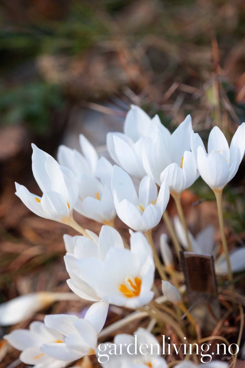Høstkrokus 'Zephyr' - Crocus pulchellus - 5 stk