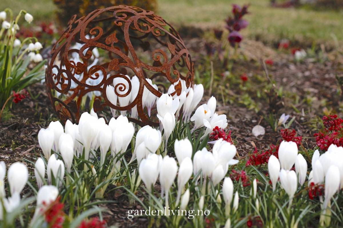 Storblomstret krokus 'Jeanne d'Arc' - Crocus - 10 stk