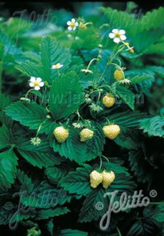 Månedsjordbær 'Alpine Yellow'  - Fragaria vesca var. semperflore