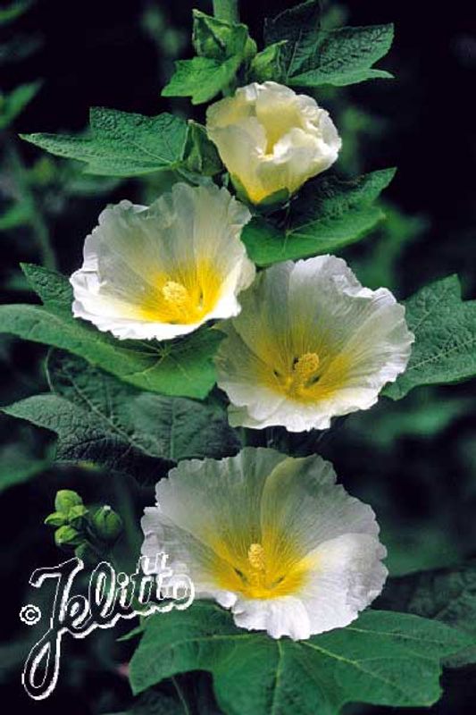 Stokkrose 'Polarstar’ - Alcea rosea 