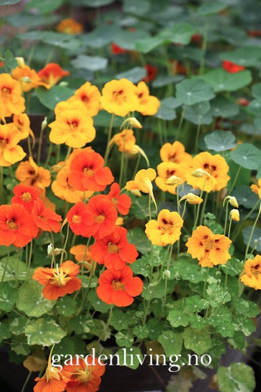 Blomkarse 'Alaska Mixed, lav - Tropaeolum majus