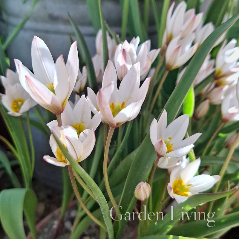 Villtulipan 'Hilde' - Tulipa cretica - 10 stk