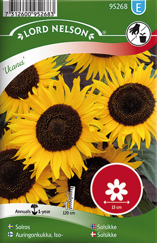 Solsikke 'Ikarus' - Helianthus annuus