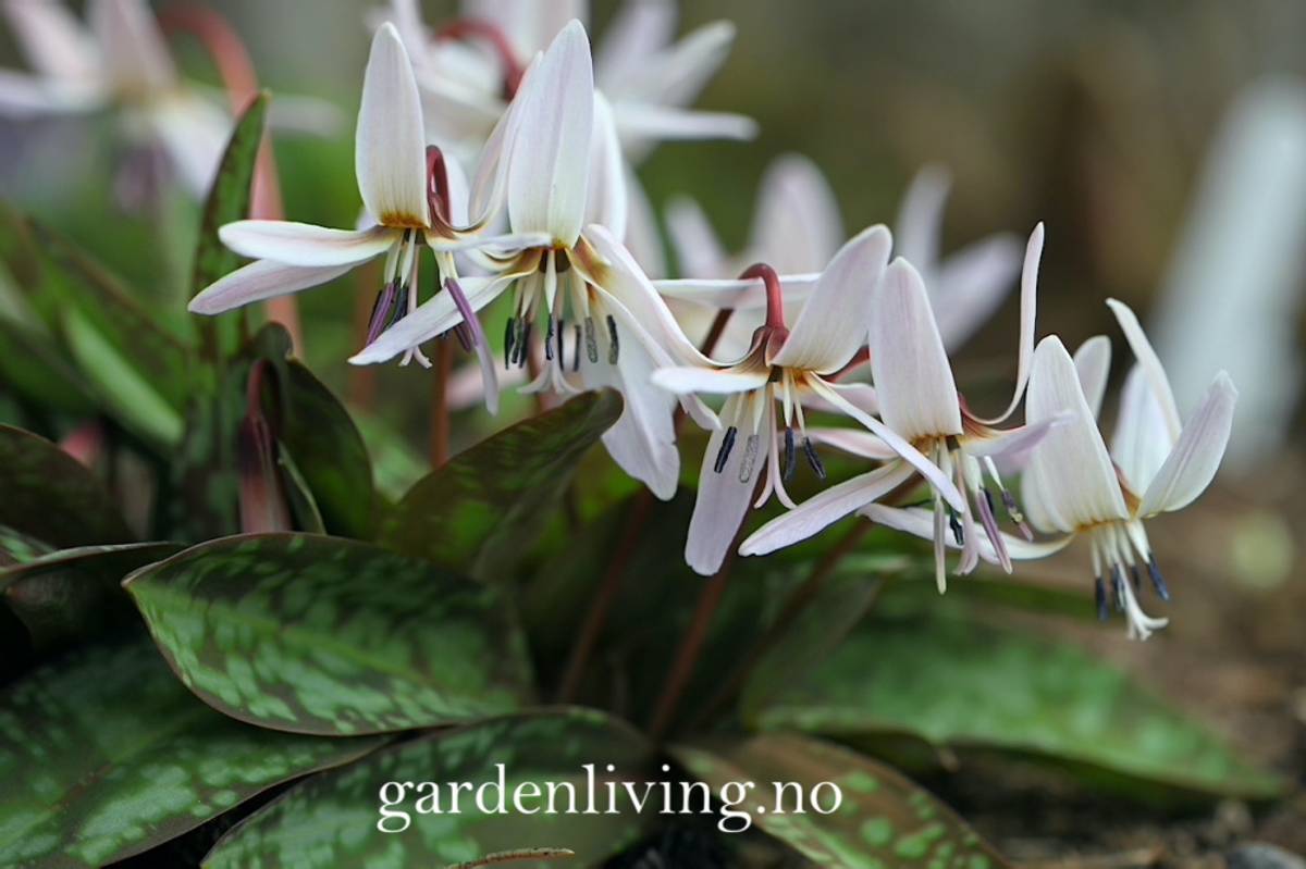Hundetann 'Snowflake' - Erythronium dens-cans  - 1 stk 