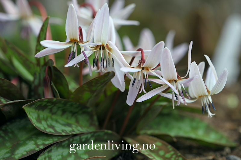 Hundetann 'Snowflake' - Erythronium dens-cans  - 1 stk 