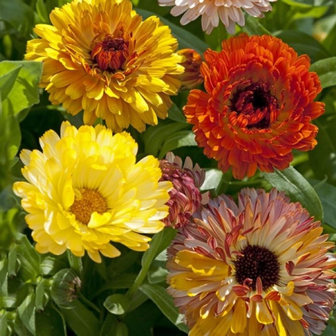 Hovedbilde Ringblomst 'Playtime Mixed' - Calendula officinalis