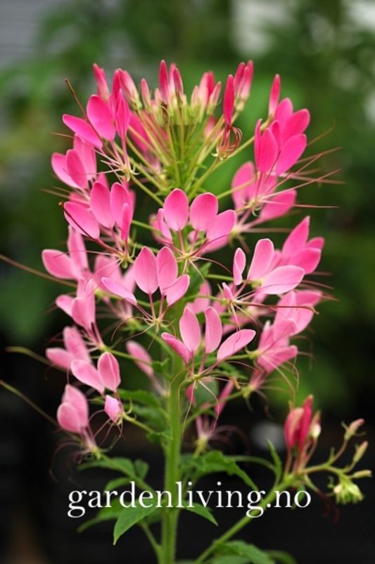 Paradisspinner 'Colour Fountain Mixed' - Cleome spinosa