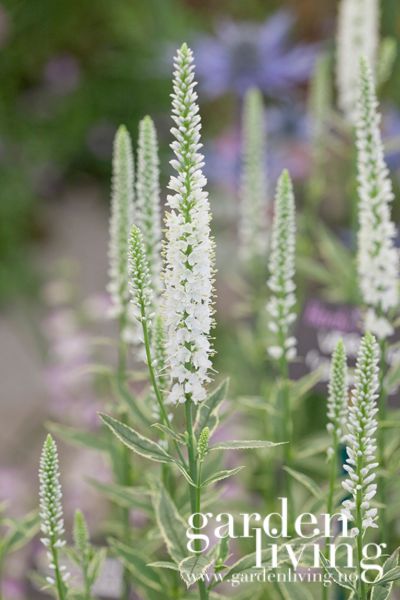 Hovedbilde Storveronika 'Charlotte' ® - Veronica longifolia 