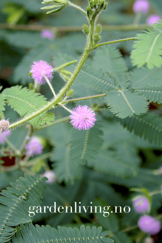 Sanseplante/Rør meg ikke - Mimosa pudica
