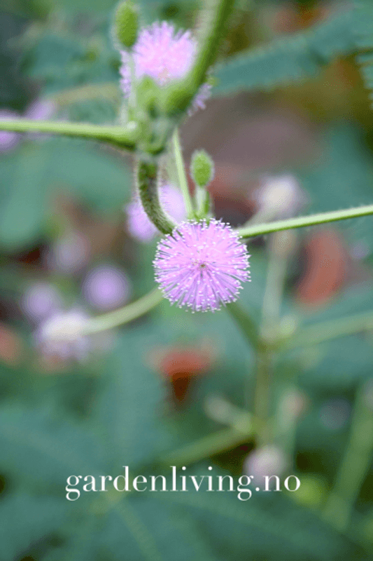 Sanseplante/Rør meg ikke - Mimosa pudica