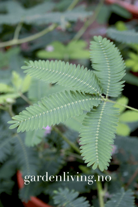 Sanseplante/Rør meg ikke - Mimosa pudica