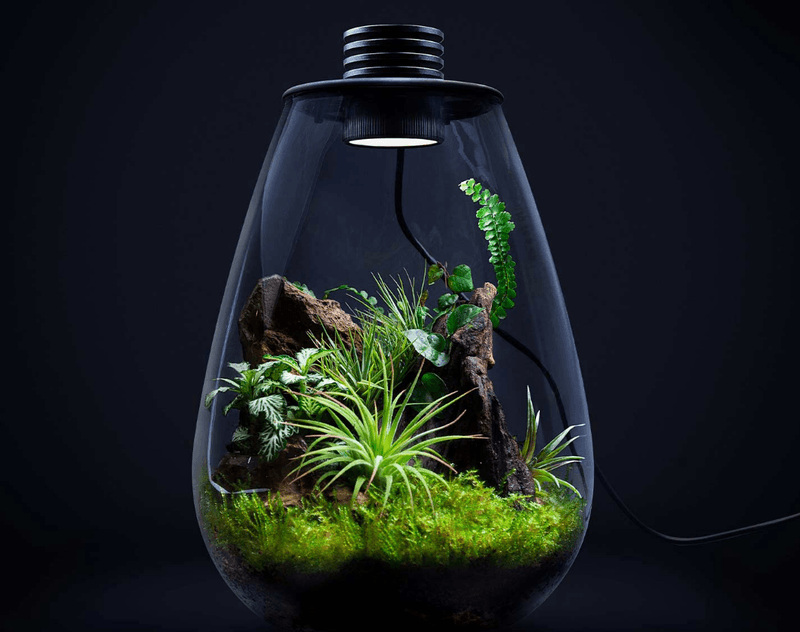 Baiosphere - Terrarium - 3,5L