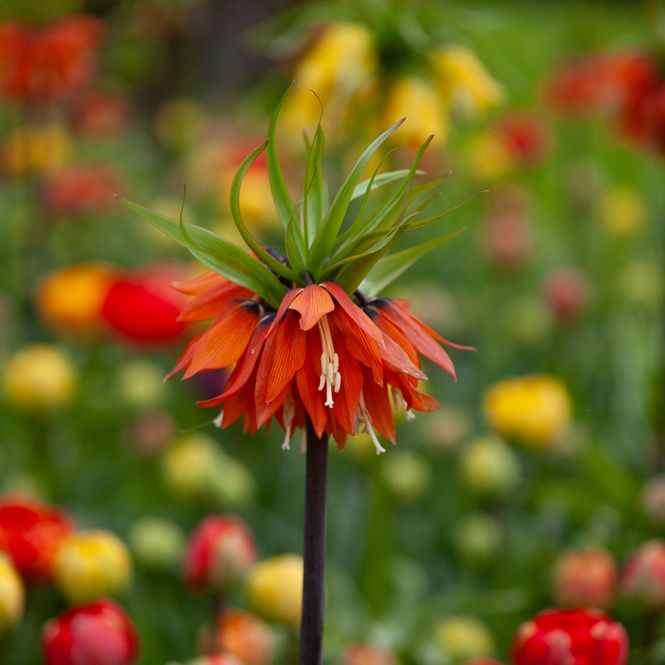 Hovedbilde Keiserkrone 'Rubra' - Fritillaria imperialis - 1 stk