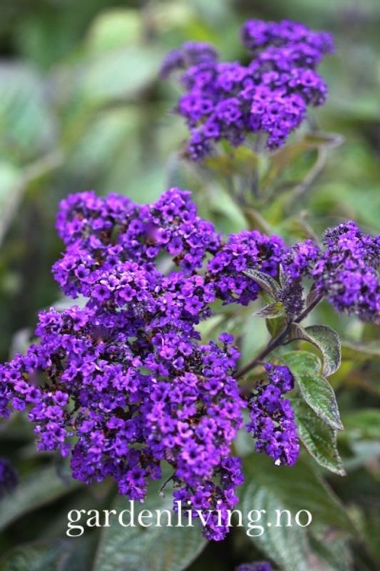 Duftheliotrop ’Dwarf Marine' - Heliotropium arborescens