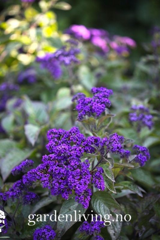 Duftheliotrop ’Dwarf Marine' - Heliotropium arborescens