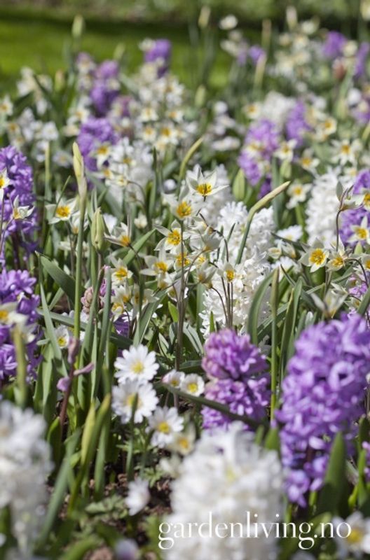 Turkestantulipan - Tulipa turkestanica - 10 stk