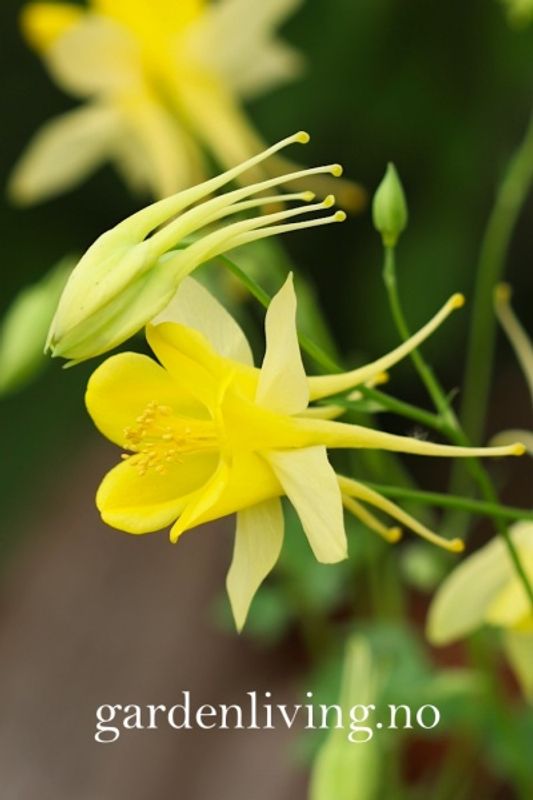 Akeleie - Aquilegia chrysantha 