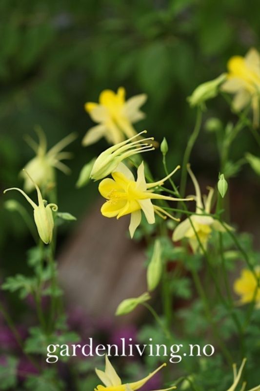 Akeleie - Aquilegia chrysantha 