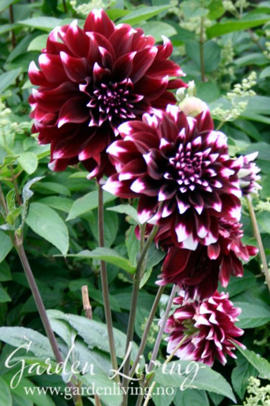 Georgine 'Mystery Day' - Dahlia x cultorum, 1 stk